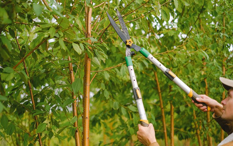 Tree trimming in Davisville, WV