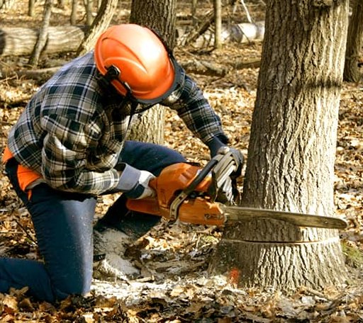 Tree Removal in Davisville, WV